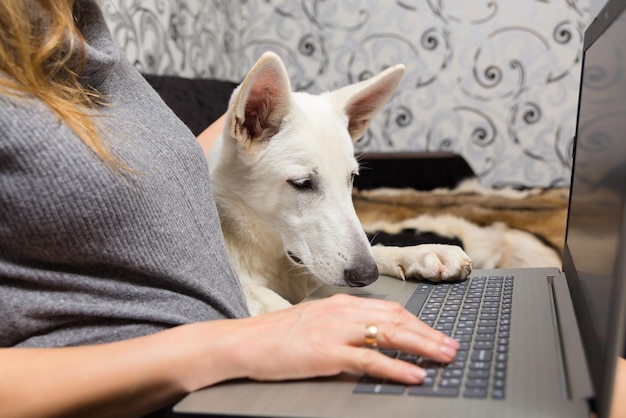 Eine Frau mit ihrem weißen Schweizer Schäferhund nutzt einen Laptop für Arbeit, Kommunikation oder Online-Shopping