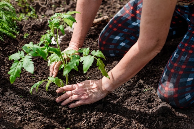 Eine Frau pflanzt in ihrem Garten einen Setzling von Petunienblüten