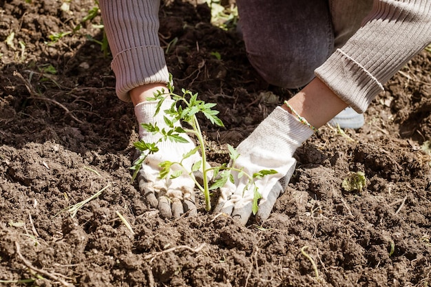 Eine Frau pflanzt Tomatensetzlinge in den Boden Anbau von Gemüse im Garten Hobbys und Erholung