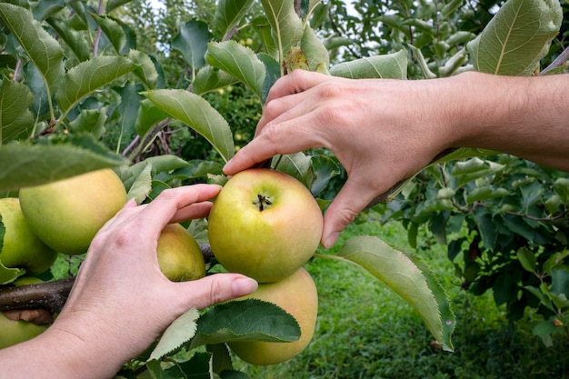 Eine Frau pflückt Äpfel von einem Baum