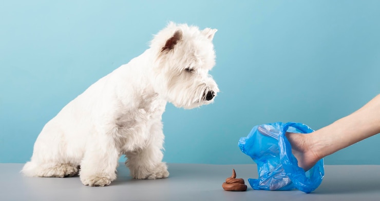 Foto eine frau räumt die scheiße in eine tasche, nachdem ein west highland white terrier hund verwirrt ist