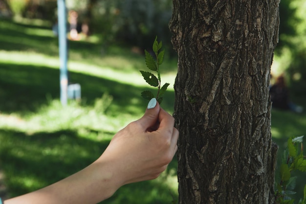 Eine Frau reißt einen kleinen Ast von einem Baum