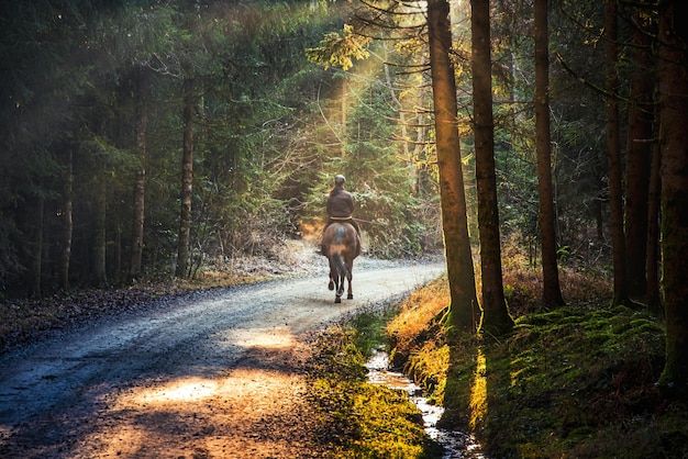 Foto eine frau reitet auf einem pferd auf einem weg im wald