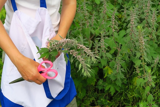 eine frau sammelt eine heilpflanze motherwort im feldkonzept der traditionellen medizin