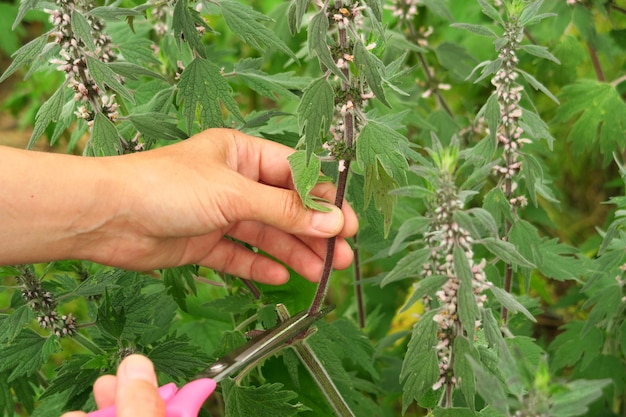 eine frau sammelt eine heilpflanze motherwort im feldkonzept der traditionellen medizin