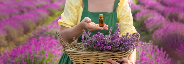 Eine Frau sammelt Lavendelblüten für ätherisches Öl Selektiver Fokus