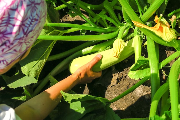 eine frau sammelt reife zucchini im gartenanbau von gemüsekonzept