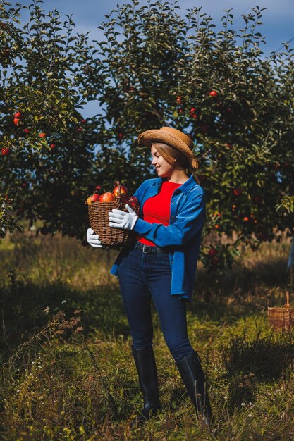 Eine Frau sammelt saftig reife Äpfel in einem Weidenkorb in einem Obstgarten Die Hand einer Frau nimmt einen Apfel aus einem Korb Ernten von Äpfeln im Herbst