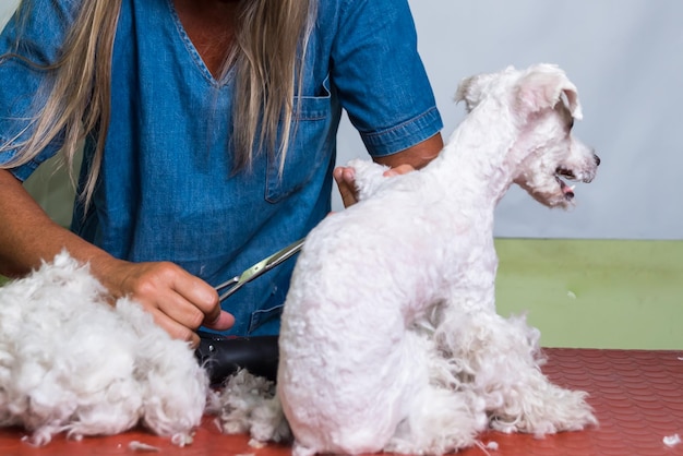 Eine Frau schneidet das Fell eines Hundes mit einem Kamm Adoption Hundepflege