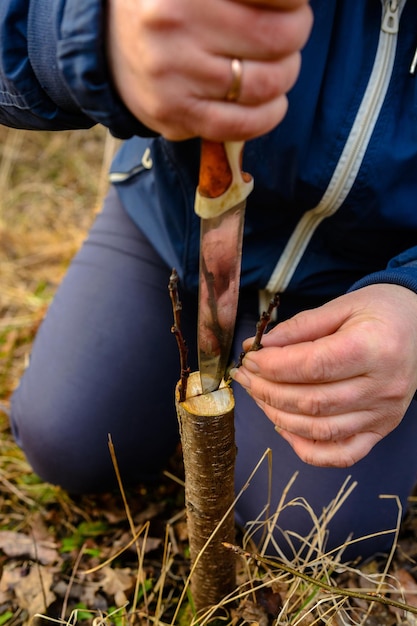 Eine Frau schneidet mit einem Messer einen jungen Baum zur Impfung des Fruchtzweiges