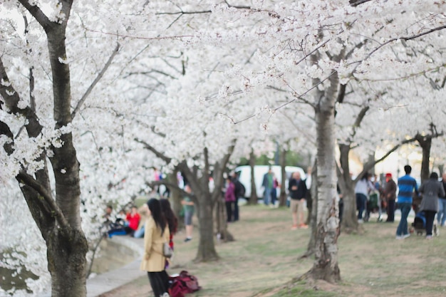 Eine Frau steht unter einem Kirschblütenbaum