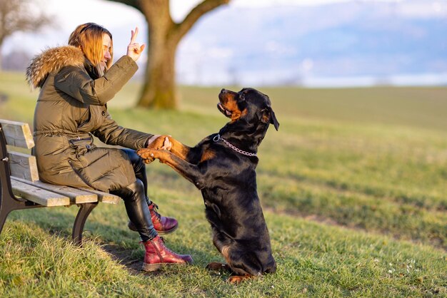 Eine Frau trainiert einen Rottweiler, der auf einer Bank auf einem Hügel für einen Morgenspaziergang sitzt