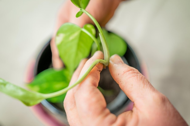 Foto eine frau verpflanzt eine blume. hausgartenarbeit, grünkonzept. ein gärtner verpflanzt eine zimmerpflanze