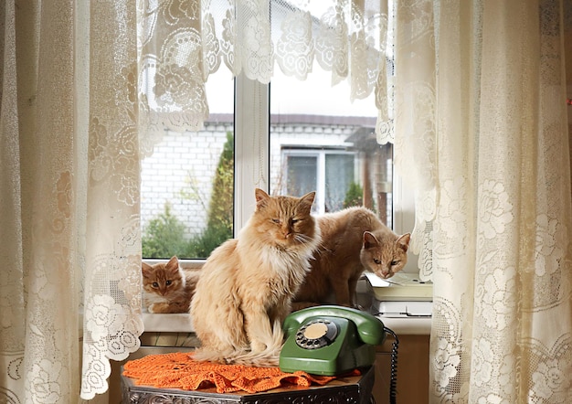 Foto eine freundliche familie roter katzen sitzt auf der fensterbank neben einem grünen telefon