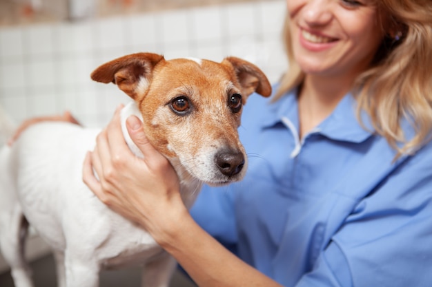 Eine freundliche Tierärztin, die in ihrer Klinik arbeitet