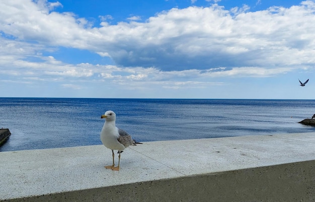 Eine friedliche Möwe am Meer im Winter