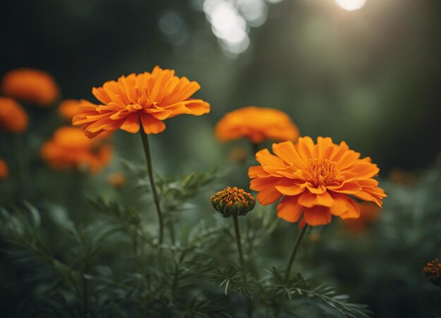 Eine frische Marigoldblüte