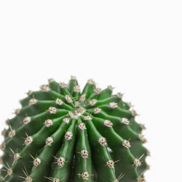 Eine frische saftige Kaktusnahaufnahme lokalisiert auf Weiß