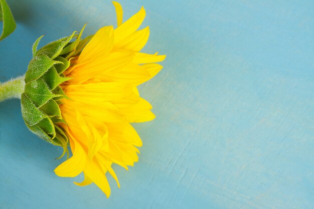 Eine frische Sonnenblume auf blauem Holzuntergrund hautnah