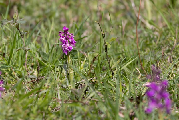 Eine frühe lila Orchidee, die in der Nähe von East Grinstead blüht