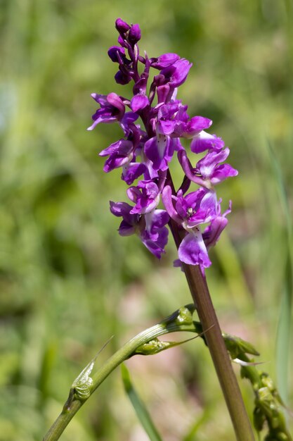 Eine frühe lila Orchidee, die in der Nähe von East Grinstead blüht