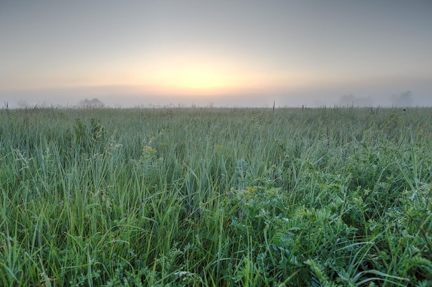 Eine frühe Morgendämmerung in der Steppe mit Nebel