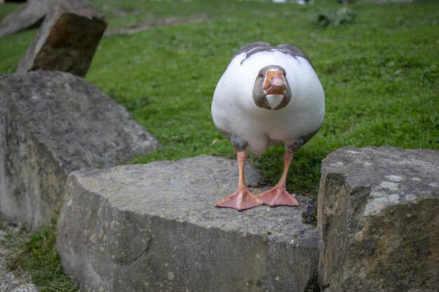 Eine Gans mit orangefarbenen Füßen steht auf einem Felsen vor etwas Gras.