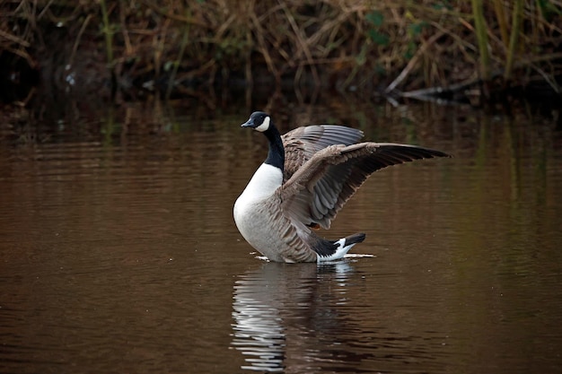 Eine Gans schwimmt mit ausgebreiteten Flügeln in einem See.