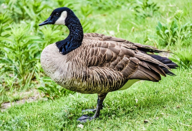 eine Gans steht auf dem Gras in einem Feld