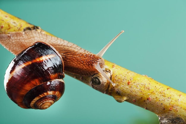 Eine Gartentraubenschnecke kriecht an einem Ast entlang gegen