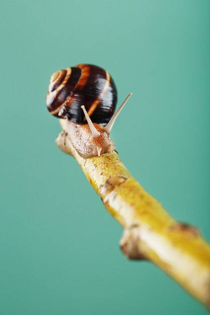 Eine Gartentraubenschnecke kriecht auf einem Ast vor einem Hintergrund eines Baumes und einem grünen Hintergrund. Freier Makroraum