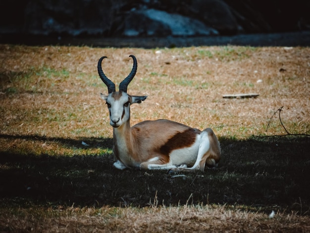 Eine Gazelle sitzt im Schatten auf einem Feld.