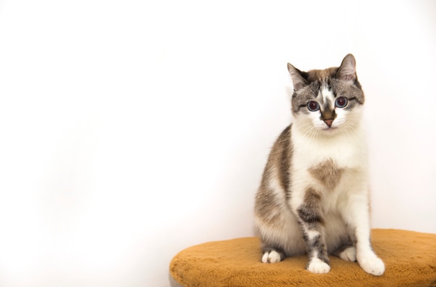 Eine gefleckte Katze auf weißem Hintergrund. Ein wunderschönes dreifarbiges Kätzchen. Eine Mischlingskatze mit blauen Augen.