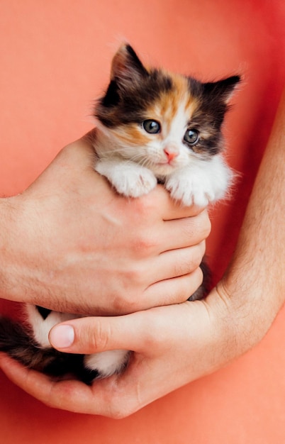 Eine gefleckte Katze in männlichen Händen auf rosafarbenem Hintergrund Ein neugieriges kleines Kätzchen blickt in die KameraHaustier