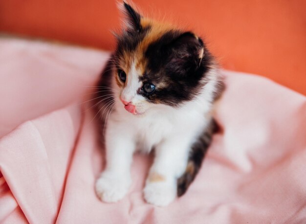 Eine gefleckte Katze spielt auf einem rosa Hintergrund Ein neugieriges kleines Kätzchen, das auf einer rosa Decke sitzt und auf die Kamera schautEin Haustier