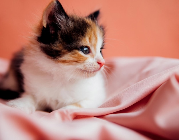 Eine gefleckte Katze spielt auf einem rosa Hintergrund Ein neugieriges kleines Kätzchen, das auf einer rosa Decke sitzt und auf die Kamera schautEin Haustier