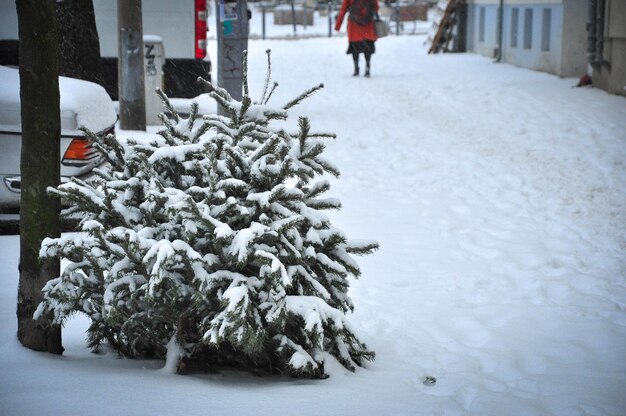 Eine gefrorene Pflanze auf einer schneebedeckten Straße