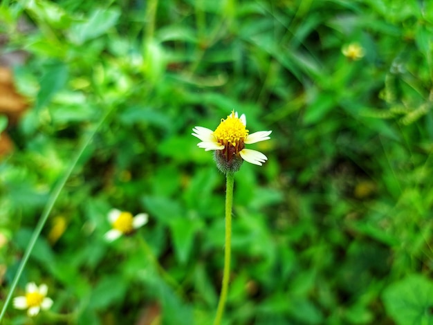 Eine gelb-weiße Blume mit roter Mitte