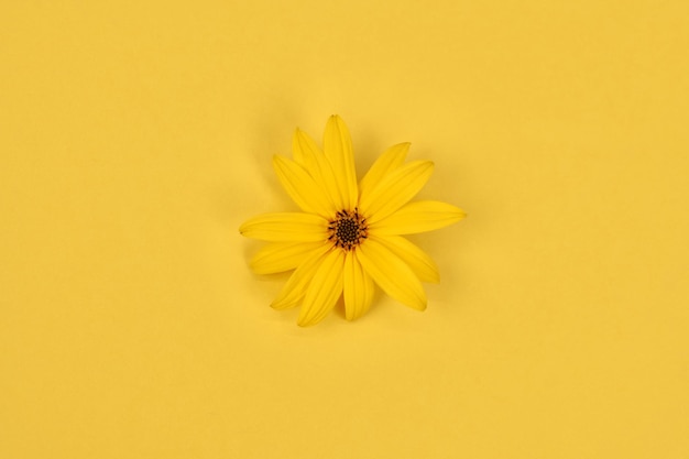 Eine gelbe Blütenknospe von Topinambur auf gelbem Hintergrund Draufsicht flach lag einzelne wilde Sonnenblume