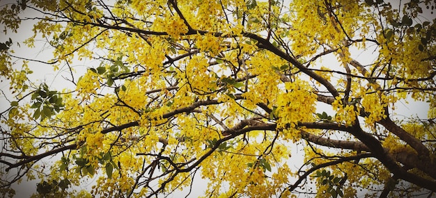 Eine gelbe Blume auf dem Baum