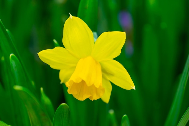 Eine gelbe Blume der Narzisse auf dem grünen Hintergrund