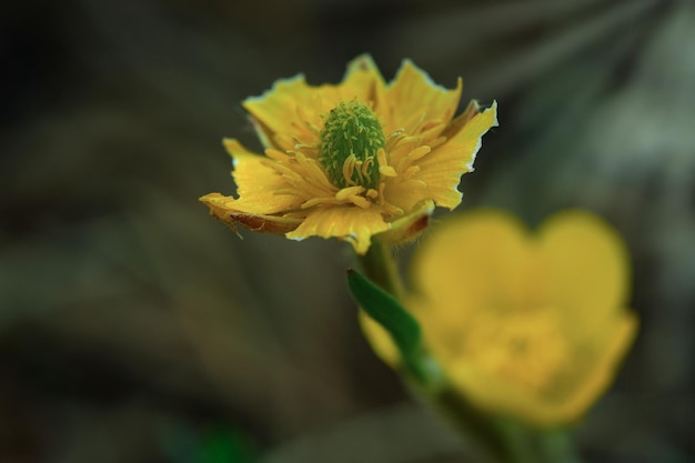 Eine gelbe Blume im Garten