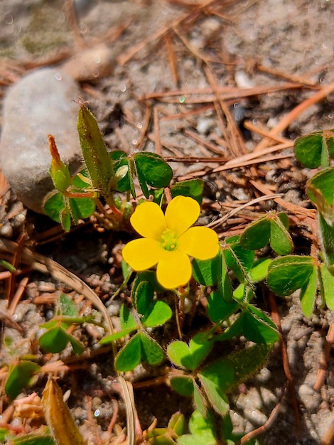 Eine gelbe Blume im Wald