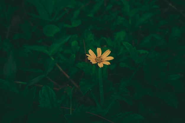 Eine gelbe Blume in einem grünen Feld