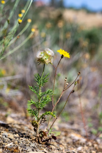 Eine gelbe Blume mit dem Wort „“ auf der Seite