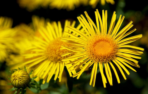 Eine gelbe Blume mit dem Wort Löwenzahn darauf