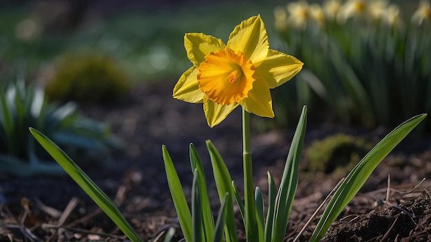 eine gelbe Blume mit dem Wort Narziss darauf