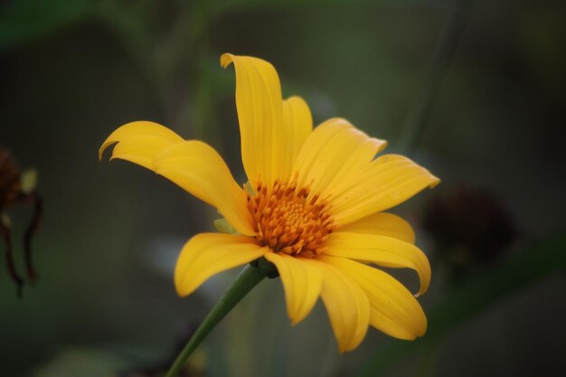 Eine gelbe Blume mit der Zahl 3 darauf