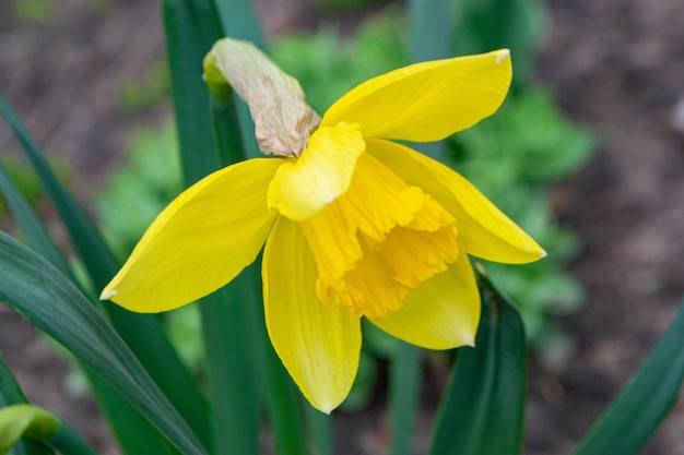 Eine gelbe Blume mit einem braunen Blatt darauf