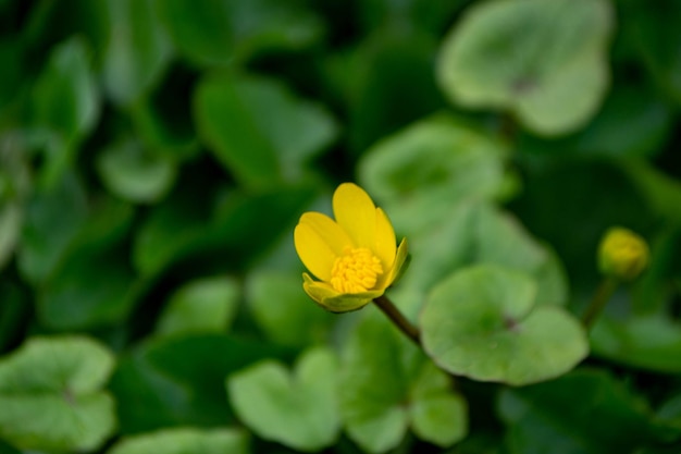 Eine gelbe Blume mit einem grünen Blatt, auf dem das Wort „Frühling“ steht.